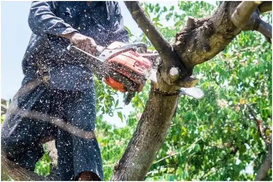 tree services Wellington